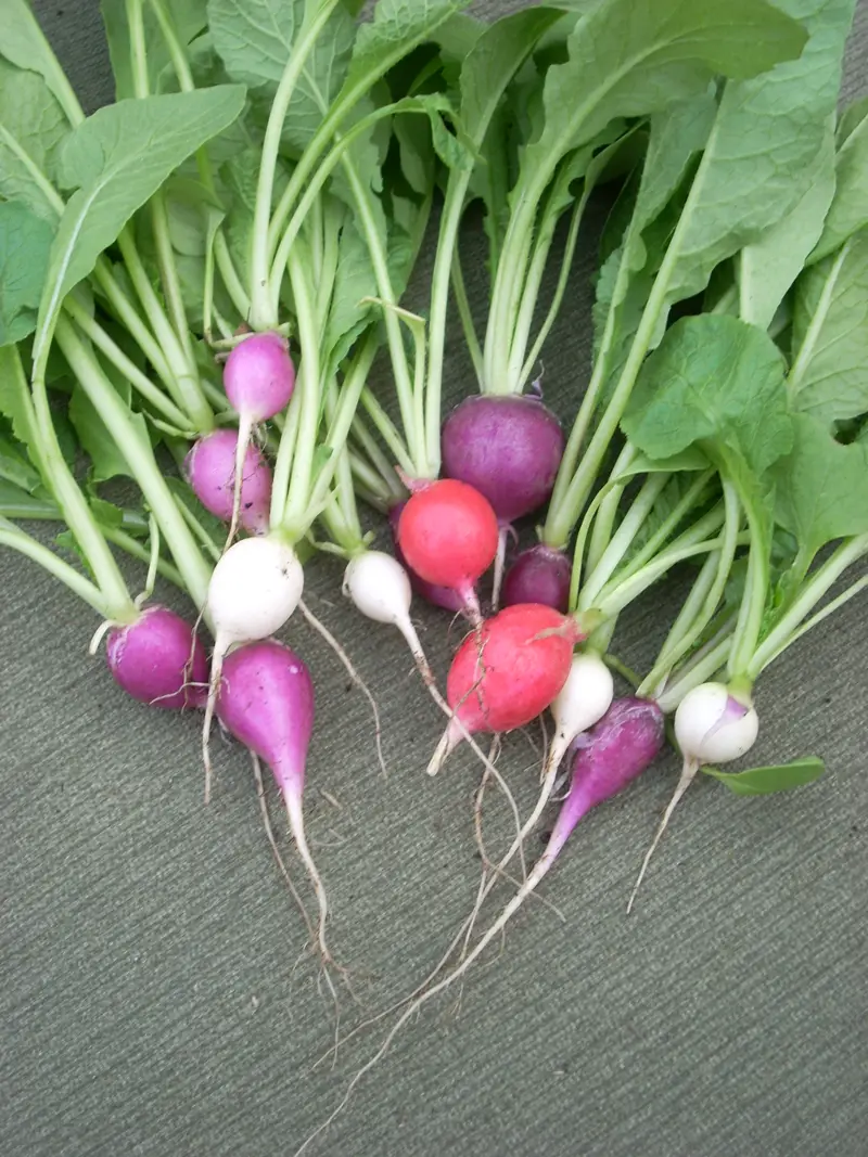 Freshly pulled radishes